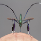 Imagen para el artículo titulado Cuidado si te encuentras esta hermosa criatura, es un mosquito